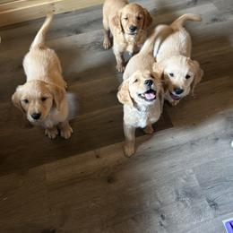 Golden Retriever Puppies from Apple Country Retrievers