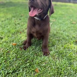 Duck - Chocolate male Labrador Retriever puppy in Tabor City, North Carolina from Strickland’s Southern Kennels