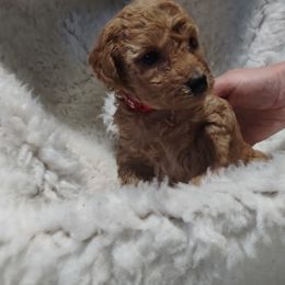 Poodle Puppies from Grace Colt Farms