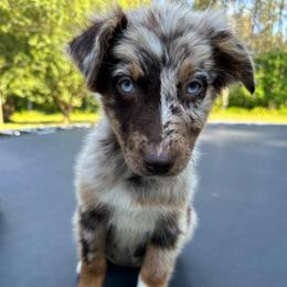 Freya - Red merle female Australian Shepherd puppy in Albertville, Alabama from Salt Creek Aussies