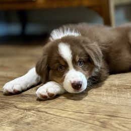 Phlox - Red tri-color male Australian Shepherd puppy in Ephrata, Pennsylvania from Weavers Indian Run Aussies