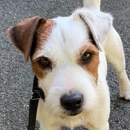 Jack Russell Terrier puppies from Saddle Rock Kennels