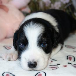 Puppy 6 - Black tri-color male Australian Shepherd puppy in Mayer, Arizona from Ms Priss Aussies
