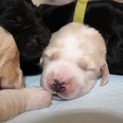 Barbado da Terceira Puppies from Azorean Heritage Barbados