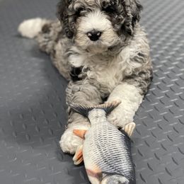 Bernedoodle Puppies from PNW Sheepies and Doodles