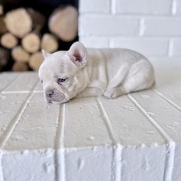 French Bulldog Puppies from Country Farm Frenchies