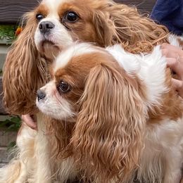 Cavalier King Charles Spaniels and Labrador Retrievers from Crystal Kennels