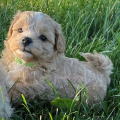 Goldendoodle and Shichon Puppies from Kinzor Kennels