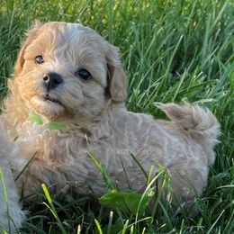 Goldendoodle and Shichon Puppies from Kinzor Kennels