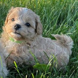 Goldendoodle and Shichon Puppies from Kinzor Kennels