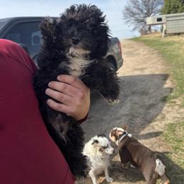 Marty - Black and white male Aussiedoodle puppy in Hopkins, Missouri from Mowry Creek Mini Aussiedoodles and More