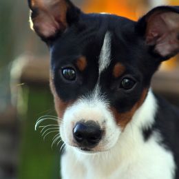 Rat Terrier Puppies from River Ridge Rat Terriers