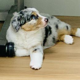 Billy - Blue merle male Australian Shepherd puppy in Palm Bay, Florida from Wiggle Butt's