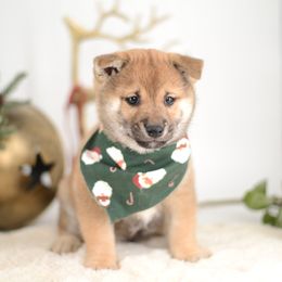 Bruno -FULL AKC REGISTRATION- - Red male Shiba Inu puppy in Neosho, Missouri from Kenny Cave K9s