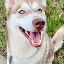 Siberian Huskies from Blue Summit Siberians