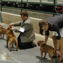 Staffordshire Bull Terriers from JetStaff Kennels