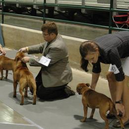 Staffordshire Bull Terriers from JetStaff Kennels