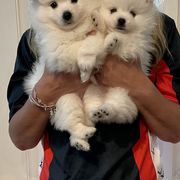 American Eskimo Dog Puppies from Soleil American Eskimos