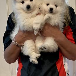 American Eskimo Dog Puppies from Soleil American Eskimos