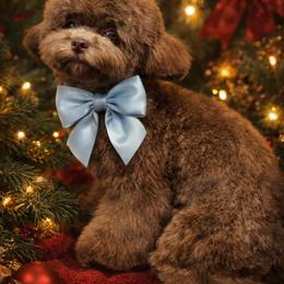 Choco Asian - Brown female Poodle puppy in California from Yorkie & Maltese Royalty