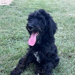 Rhea - Tri-color female Bernedoodle puppy in Benton, Arkansas from B&K Doodles, LLC