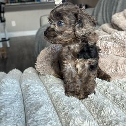 Harlem - Merle male Cockapoo puppy in 77304, Texas from Little Valley Puppies