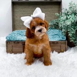 Charlotte - Red female Cavapoo puppy in Statesville, North Carolina from Doodle Babies