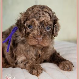 Hannah - Merle female Cockapoo puppy in Connersville, Indiana from Deaz Doodle Ranch