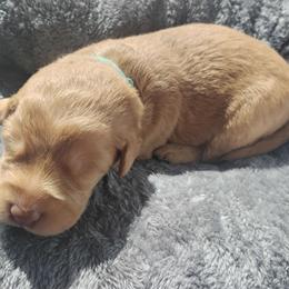 Duke - Caramel male Labradoodle puppy in Apache Junction, Arizona from Loving Doodle