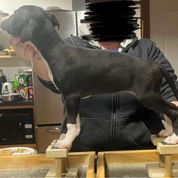 Ramsey - Black Whippet puppy in Erving, Massachusetts from Mariki Hounds