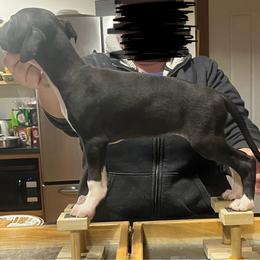 Ramsey - Black Whippet puppy in Erving, Massachusetts from Mariki Hounds