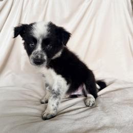 Black Male I - Black and white male Border Collie puppy in Okeechobee, Florida from Cowtown Corgis & Border Collies