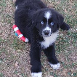 Eeyore - Blue - Boy - Black & white male Australian Shepherd puppy in Charlotte, North Carolina from Tranquility Trail Aussies