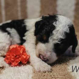 Walker - Black and white male Bernedoodle puppy in Stuart, Oklahoma from G Ridge Kennels