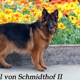 Abigail - German Shepherd