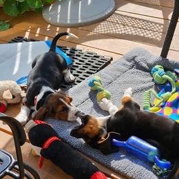 Basset Hound Puppies from Hill Top Basset Hounds & Great Pyrenees