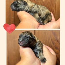 Vhagar - Sable female German Shepherd puppy in Santa Cruz, California from Von Guadachi German Shepherds & Audacity Border Collies