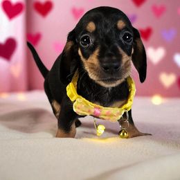 Boy 4 - Black and tan male Dachshund puppy in Alvin, Texas from Cosson's Dachshunds of Alvin