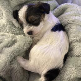 Black White Parti Male - Parti male Yorkipoo puppy in Topeka, Kansas from Bayless Yorkiepoos