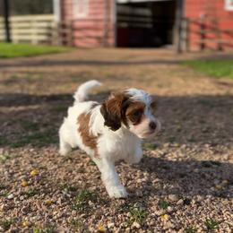 Elroy - TOY SIZED - Sable and white male Cockapoo puppy in Pledger, Texas from Sugarbear Cockapoos