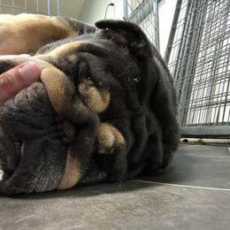 English Bulldog Puppies from Signature Bulldogs