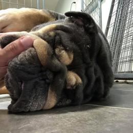 English Bulldog Puppies from Signature Bulldogs