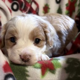 Penny - Cream female Aussiedoodle puppy in Maysville, Missouri from Mini AussieDoodles on Meadow Lane