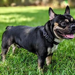 Rocky - French Bulldog