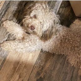 Fendi - Labradoodle