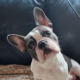 Aquila - French Bulldog