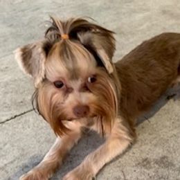 Tiana - Yorkshire Terrier