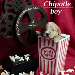 Chipotle (red collar) boy - Red  male Goldendoodle puppy in Corona, California from Fluffy Puppy Mini Doodles LLC