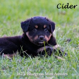 Miniature Australian Shepherd Puppies from JnT's Bluegrass Mini Aussies