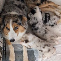 Australian Shepherd Puppies from Winter River Farms Australian Shepherds